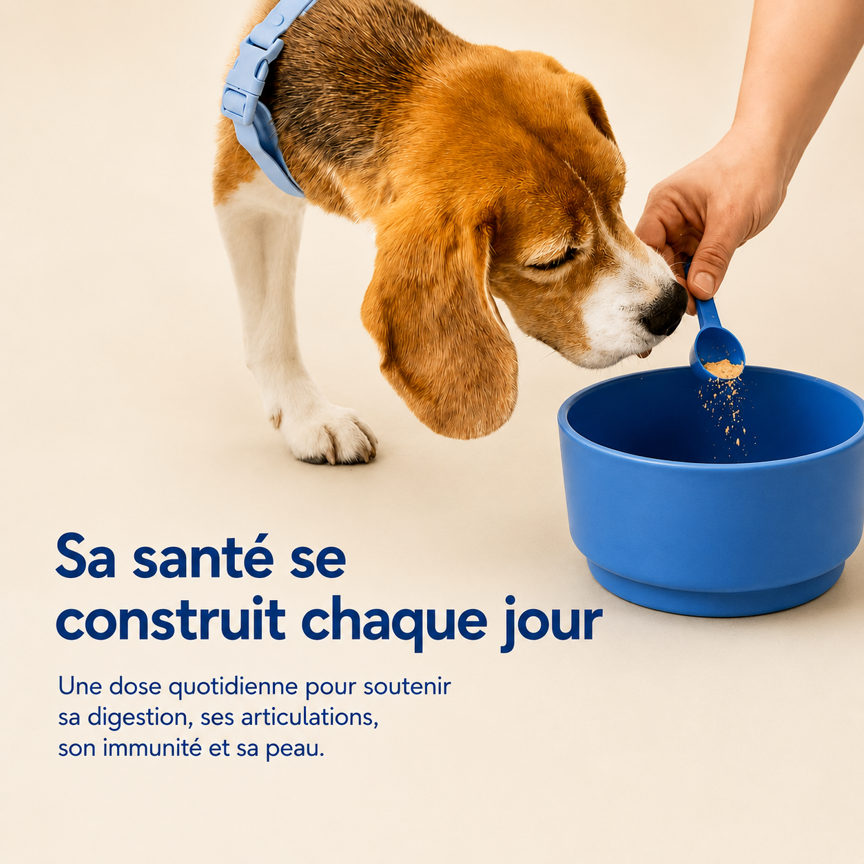 Complément tout-en-un pour la digestion, les articulations, la peau et la vitalité